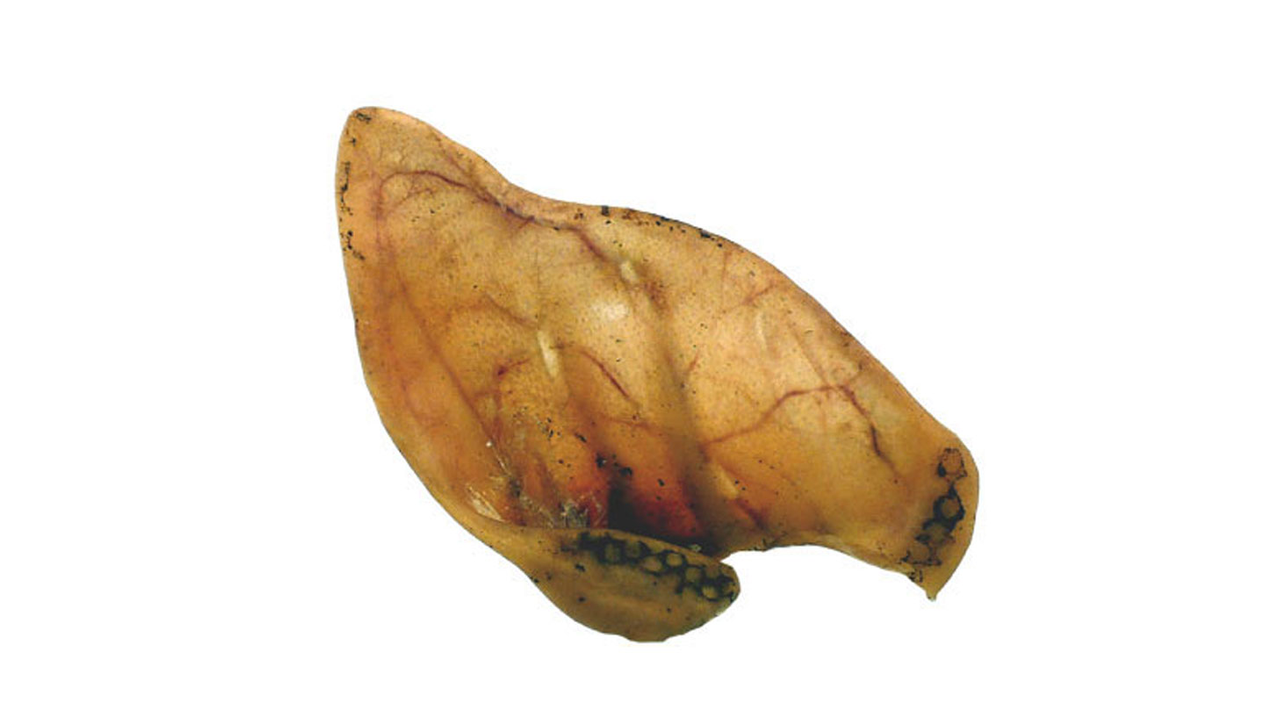 Pig Ears